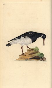 Euraasian osterisippo, Haematopus ostralegus. Käsinvärinen kuparilevy, jonka on piirtänyt ja kaivertanut Edward Donovan omasta "British Birds -luonnonhistoriastaan", Lontoossa tekijältä Edward Donovan