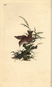 Euraasian wren, troglodytes troglodytes. Käsinvärinen kuparilevy, jonka on piirtänyt ja kaivertanut Edward Donovan omasta "Britannian lintujen luonnonhistoriasta" (1794-1819). Edward Donovan (1768-1837) oli englantilais-irlantilainen amatöörieläintieteilij tekijältä Edward Donovan