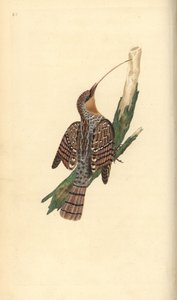 Euraasian kaula, Jynx torquilla. Käsinvärinen kuparilevy, jonka on piirtänyt ja kaivertanut Edward Donovan omasta "British Birds -luonnonhistoriastaan", Lontoossa tekijältä Edward Donovan
