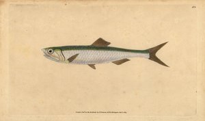 Euroopan sardelli, Engraulis encrasicolus (Sardelli, Clupea encrasicolus). Käsinvärinen kuparilevy, jonka on piirtänyt ja kaivertanut Edward Donovan teoksestaan Natural History of British Fishes, Donovan and F.C. ja J. Rivington, Lontoo tekijältä Edward Donovan