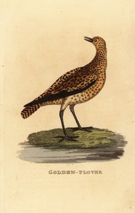 Euroopan kultapiha, Pluvialis apricaria tekijältä Edward Donovan