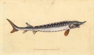 eurooppalainen tai tavallinen sammi. Äärimmäisen uhanalainen. Käsinvärinen kuparilevy, jonka on piirtänyt ja kaivertanut Edward Donovan teoksestaan Natural History of British Fishes, Donovan and F.C. ja J. Rivington, Lontoo tekijältä Edward Donovan