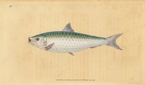 Eurooppalainen sardiini, Sardina pilchardus (Pilchard, Clupea pilchardus). Käsinvärinen kuparilevy, jonka on piirtänyt ja kaivertanut Edward Donovan teoksestaan Natural History of British Fishes, Donovan and F.C. ja J. Rivington, Lontoo tekijältä Edward Donovan