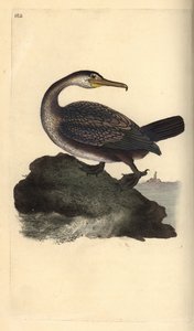 Euroopan shark, Phalacrocorax aristotelis. Käsinvärinen kuparilevy, jonka on piirtänyt ja kaivertanut Edward Donovan omasta "British Birds -luonnonhistoriastaan", Lontoossa tekijältä Edward Donovan