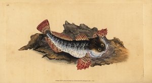 Isälasher tai meriskorpioni, Myoxocephalus scorpius (Cottus scorpius). Käsinvärinen kuparilevy, jonka on piirtänyt ja kaivertanut Edward Donovan teoksestaan Natural History of British Fishes, Donovan and F.C. ja J. Rivington, Lontoo tekijältä Edward Donovan