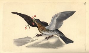 Fieldfare, Turdus pilaris. Käsinvärinen kuparilevy, jonka on piirtänyt ja kaivertanut Edward Donovan omasta "British Birds -luonnonhistoriastaan", Lontoossa tekijältä Edward Donovan