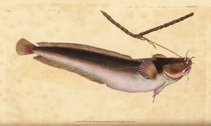 Viisipartainen keinu, Ciliata mustela (Viipartainen turska, Gadus mustela). Käsinvärinen kuparilevy, jonka on piirtänyt ja kaivertanut Edward Donovan teoksestaan Natural History of British Fishes, Donovan and F.C. ja J. Rivington, Lontoo