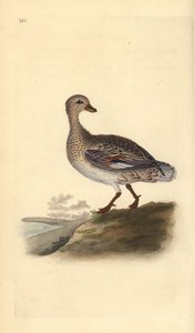 Gadwall (naaras), Anas strepera. Käsinvärinen kuparilevy, jonka on piirtänyt ja kaivertanut Edward Donovan omasta "British Birds -luonnonhistoriastaan", Lontoossa tekijältä Edward Donovan