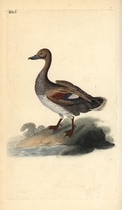 Gadwall (uros), Anas strepera. Käsinvärinen kuparilevy, jonka on piirtänyt ja kaivertanut Edward Donovan omasta "British Birds -luonnonhistoriastaan", Lontoossa tekijältä Edward Donovan