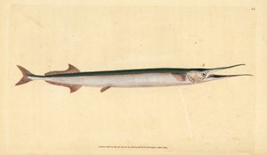 Nokkakala tai merineula, Belone belone (merihauki tai nokkakala, Esox belone). Käsinvärinen kuparilevy, jonka on piirtänyt ja kaivertanut Edward Donovan teoksestaan Natural History of British Fishes, Donovan and F.C. ja J. Rivington, Lontoo