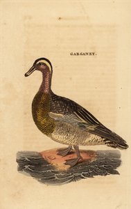Garganey, Spatula querquedula, pieni silppusorkka tekijältä Edward Donovan