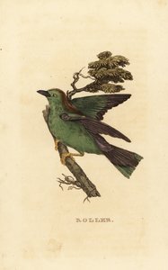 Garrulous tela tai eurooppalainen tela, Coracias garrulus tekijältä Edward Donovan