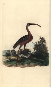 Kiiltävä ibis, Plegadis falcinellus. Käsinvärinen kuparilevy, jonka on piirtänyt ja kaivertanut Edward Donovan omasta "British Birds -luonnonhistoriastaan", Lontoossa tekijältä Edward Donovan