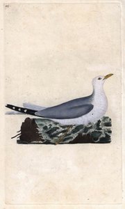 Goelandin tuhka. Larus canus. Edward Donovanin (1768-1837) kuparikaiverrus, julkaistu Natural History of British Birdsissa, Lontoossa tekijältä Edward Donovan