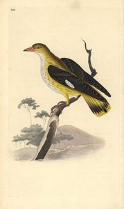 Kultainen orioli (naaras), Oriolus oriolus. Käsinvärinen kuparilevy, jonka on piirtänyt ja kaivertanut Edward Donovan omasta "British Birds -luonnonhistoriastaan", Lontoossa tekijältä Edward Donovan