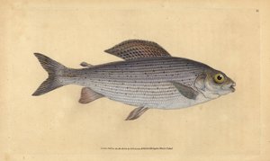 Harjus, Thymallus thymallus (Salmo thymallus). Edward Donovanin käsin piirtämä ja kaiverrettu kuparilevy teoksesta Natural History of British Fishes, Donovan and F.C. and J. Rivington, Lontoo. tekijältä Edward Donovan