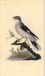 Harmaasieppo (naaras), Lanius excubitor. Edward Donovanin käsin piirtämä ja kaiverrettu kuparilevy omasta teoksestaan "Natural History of British Birds", Lontoo. tekijältä Edward Donovan