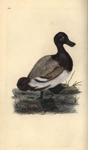 aIsosorkka, Aythya marila. Käsinvärinen kuparilevy, jonka on piirtänyt ja kaivertanut Edward Donovan omasta "British Birds -luonnonhistoriastaan", Lontoossa tekijältä Edward Donovan