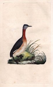 Grebe iloinen. Podiceps grisegena (Podiceps ruficollis). Edward Donovanin (1768-1837) kuparikaiverrus, julkaistu Lontoon Histoire naturelle des oiseaux britanniques -lehdessä tekijältä Edward Donovan