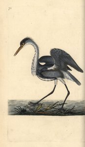 Harmaahaikara, Ardea cinerea. Käsinvärinen kuparilevy, jonka on piirtänyt ja kaivertanut Edward Donovan omasta "British Birds -luonnonhistoriastaan", Lontoossa tekijältä Edward Donovan