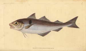Kolja, Melanogrammus aeglefinus (Gadus aeglefinus). Haavoittuvainen. Käsinvärinen kuparilevy, jonka on piirtänyt ja kaivertanut Edward Donovan teoksestaan Natural History of British Fishes, Donovan and F.C. ja J. Rivington, Lontoo tekijältä Edward Donovan
