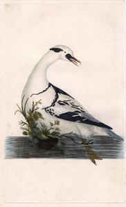 Harlen pelinappuloita. Mergus albellus. Edward Donovanin (1768-1837) kuparikaiverrus, julkaistu Natural History of British Birdsissa, Lontoossa tekijältä Edward Donovan