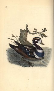 Harlekiiniankka, Histrionicus histrionicus. Käsinvärinen kuparilevy, jonka on piirtänyt ja kaivertanut Edward Donovan omasta "British Birds -luonnonhistoriastaan", Lontoossa tekijältä Edward Donovan