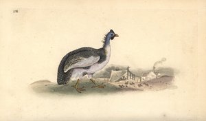 Kypäräinen helmikana, Numida meleagris. Käsinvärinen kuparilevy, jonka on piirtänyt ja kaivertanut Edward Donovan omasta "British Birds -luonnonhistoriastaan", Lontoossa tekijältä Edward Donovan