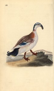 Koukkunokkasorsa, Anas platyrhynchos. Käsinvärinen kuparilevy, jonka on piirtänyt ja kaivertanut Edward Donovan omasta "British Birds -luonnonhistoriastaan", Lontoossa tekijältä Edward Donovan