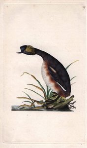 Sarviviiri tai sarvivire. Podiceps auritus (Colymbus auritus). Edward Donovanin (1768-1837) kuparikaiverrus, julkaistu Lontoon Histoire naturelle des oiseaux britanniques -lehdessä tekijältä Edward Donovan