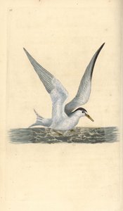 Pikkutiira, Sternula albifrons. Käsinvärinen kuparilevy, jonka on piirtänyt ja kaivertanut Edward Donovan omasta "British Birds -luonnonhistoriastaan", Lontoossa tekijältä Edward Donovan