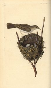 Pikkulepinkäinen, Sylvia communis, pesän ja munan kanssa. Edward Donovanin käsin piirtämä ja kaiverrettu kuparilevy omasta "Natural History of British Birds" -teoksestaan, Lontoo. tekijältä Edward Donovan