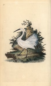 Pikkuhaikara, Egreta garzetta. Käsinvärinen kuparilevy, jonka on piirtänyt ja kaivertanut Edward Donovan omasta "British Birds -luonnonhistoriastaan", Lontoossa tekijältä Edward Donovan