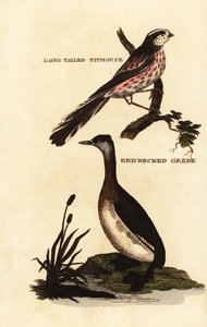 Pitkähäntätiainen tai pitkähäntätiainen, Aegithalos caudatus ja punakaulutiainen, Podiceps grisegena tekijältä Edward Donovan