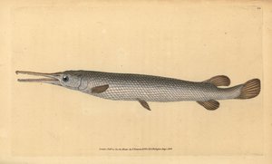 Pitkänokka, Lepisosteus osseus (Osseus gar fish, Esox osseus). Käsinvärinen kuparilevy, jonka on piirtänyt ja kaivertanut Edward Donovan teoksestaan Natural History of British Fishes, Donovan and F.C. ja J. Rivington, Lontoo tekijältä Edward Donovan