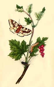 "Maggin rantavirtakoi: Flanae grossularizata", 1813, 1945. tekijältä Edward Donovan