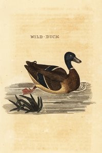Sinisorsa, Anas platyrhynchos tekijältä Edward Donovan
