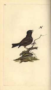 Suotiainen, Poecile Palustris. Käsinvärinen kuparilevy, jonka on piirtänyt ja kaivertanut Edward Donovan omasta "British Birds -luonnonhistoriastaan", Lontoossa tekijältä Edward Donovan