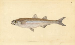 Välimeren hiekkakuore tai eurooppalainen ateriini, Atherina hepsetus. Käsinvärinen kuparilevy, jonka on piirtänyt ja kaivertanut Edward Donovan teoksestaan Natural History of British Fishes, Donovan and F.C. ja J. Rivington, Lontoo tekijältä Edward Donovan