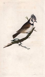 Töyhtötiainen. Lopophanes cristatus cristatus (Parus cristatus). Edward Donovanin (1768-1837) kuparikaiverrus, julkaistu Natural History of British Birdsissä, Lontoossa tekijältä Edward Donovan