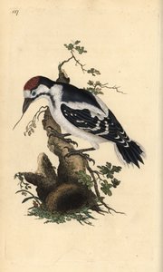 Keskipistetikka, Dendrocopos medius. Käsinvärinen kuparilevy, jonka on piirtänyt ja kaivertanut Edward Donovan omasta "British Birds -luonnonhistoriastaan", Lontoossa tekijältä Edward Donovan
