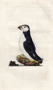 Munkki shearwater. Fratercula arctica (Alca arctica). Edward Donovanin (1768-1837) kuparikaiverrus, julkaistu Natural History of British Birdsissä, Lontoossa tekijältä Edward Donovan