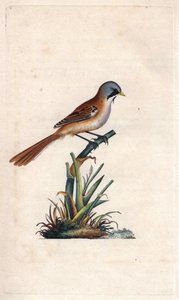 Viiksileipäily (passeriform). Panurus biarmicus (Parus biarmicus). Edward Donovanin (1768-1837) kuparikaiverrus, julkaistu Natural History of British Birdsissä, Lontoossa tekijältä Edward Donovan