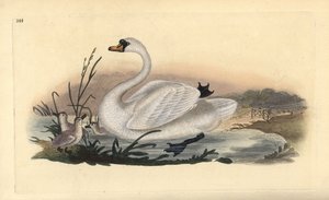 Kyhmyjoutsen, Cygnus olor, poikasten kanssa. Käsinvärinen kuparilevy, jonka on piirtänyt ja kaivertanut Edward Donovan omasta "British Birds -luonnonhistoriastaan", Lontoossa tekijältä Edward Donovan