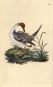 Pohjoinen ankka, Anas acuta. Käsinvärinen kuparilevy, jonka on piirtänyt ja kaivertanut Edward Donovan omasta "Britannian lintujen luonnonhistoriasta" (1794-1819). Edward Donovan (1768-1837) oli englantilais-irlantilainen amatöörieläintieteilijä, kirjailij tekijältä Edward Donovan