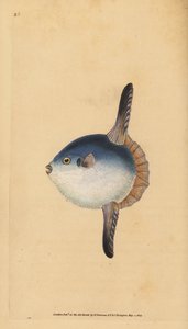Valtameren aurinkokala, Mola mola. Haavoittuvainen. (Aurinkokala, Tetrodon mola). Käsinvärinen kuparilevy, jonka on piirtänyt ja kaivertanut Edward Donovan teoksestaan Natural History of British Fishes, Donovan and F.C. ja J. Rivington, Lontoo