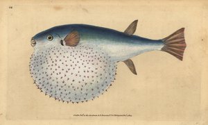 Valtamerenkukku, Lagocephalus lagocephalus (tähtipallokala, Tetrodon stellatus). Käsinvärinen kuparilevy, jonka on piirtänyt ja kaivertanut Edward Donovan teoksestaan Natural History of British Fishes, Donovan and F.C. ja J. Rivington, Lontoo tekijältä Edward Donovan