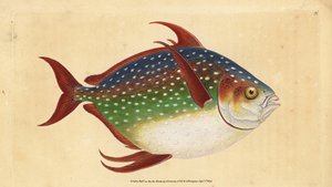 Opah tai kuningaskala, Lampris guttatus (Zeus luna). Käsinvärinen kuparilevy, jonka on piirtänyt ja kaivertanut Edward Donovan teoksestaan Natural History of British Fishes, Donovan and F.C. ja J. Rivington, Lontoo tekijältä Edward Donovan