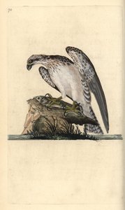 Kalasääski, Pandion haliaetus, seisoo pyydetyn kalan päällä. Käsinvärinen kuparilevy, jonka on piirtänyt ja kaivertanut Edward Donovan omasta "British Birds -luonnonhistoriastaan", Lontoossa tekijältä Edward Donovan