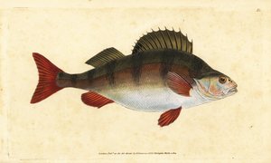 Ahven, Perca fluviatilis. Käsinvärinen kuparilevy, jonka on piirtänyt ja kaivertanut Edward Donovan teoksestaan Natural History of British Fishes, Donovan and F.C. ja J. Rivington, Lontoo tekijältä Edward Donovan